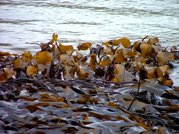 Kelp Seaweed Products