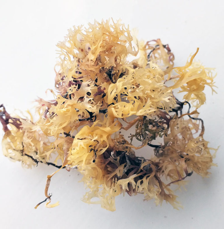 Irish carragheen moss bulk