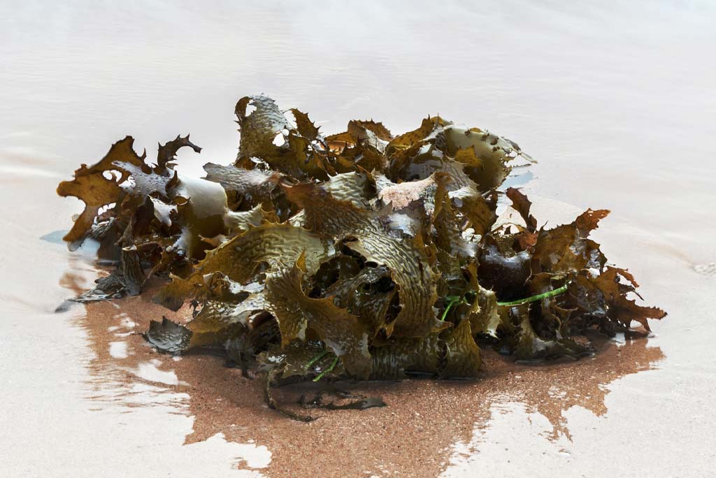 organic-sea-vegetables